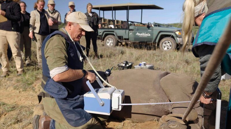 Mitten im Gelände des Wildreservats muss ein Nashornkalb versorgt werden. Ein portables Röntgengerät soll Klarheit bringen. – Bild: NDR/​Martin Leitsch/​Elbmotion