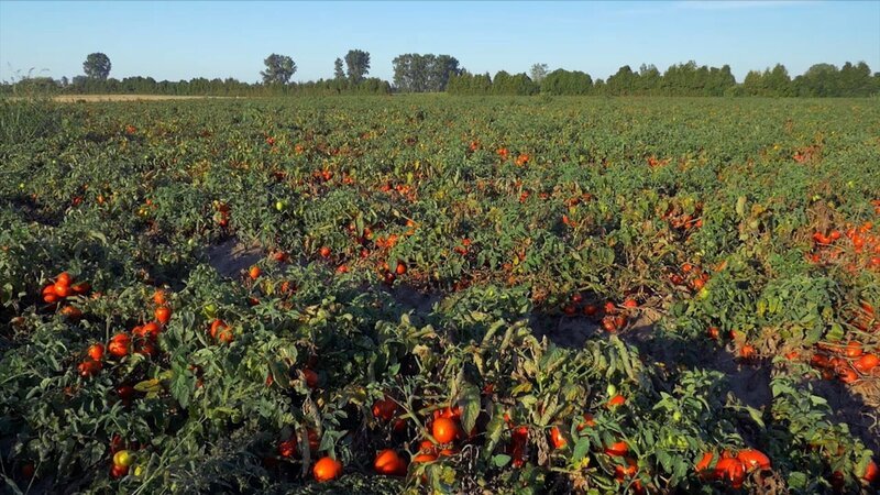 Der Bedarf an Tomaten steigt weltweit rapide an. – Bild: ZDF