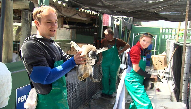 Dave Nelde mit Pinguinküken. – Bild: NDR/​Vincent TV GmbH