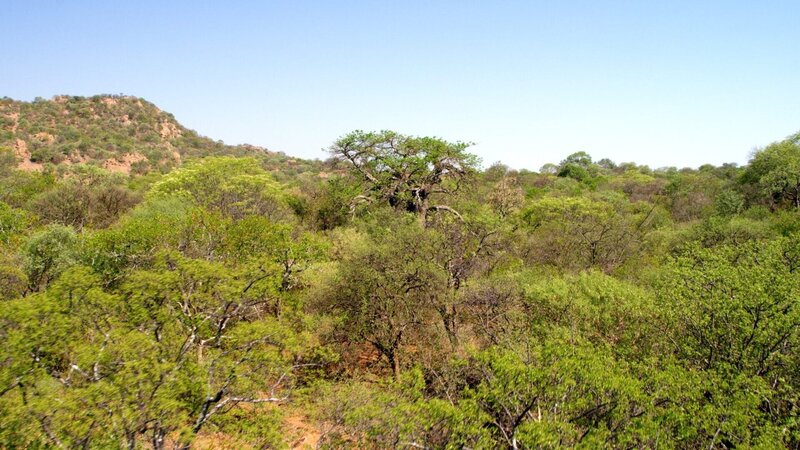 Das Mashatu Reservat ist geprägt durch einen Wechsel an Regenzeit und Trockenzeit. Die Trockenzeit ist anstrengend aber auch schön, denn während der Trockenzeit bekommen viele Tierarten Nachwuchs. – Bild: ORF/​ZDF/​Lion Mountain Media