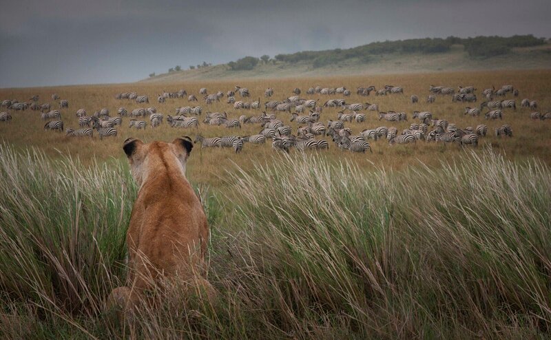 Afrika. Kenia. Masai Mara Nationalpark. – Bild: Buena Vista Images /​ Getty Images /​ Stone RF
