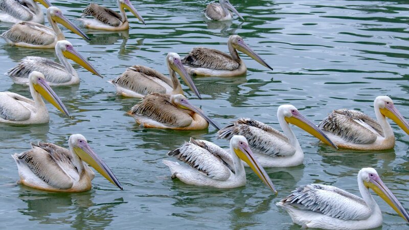 Weiße Pelikane auf dem Tanasee (Äthiopien). – Bild: Off The Fence /​ ORF /​ Claudio Velàsquez Rojas/​Werner Hefer