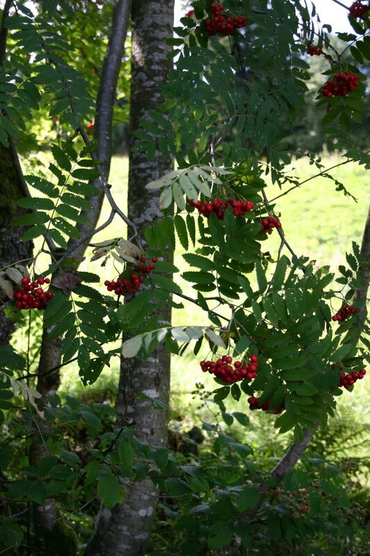 Die Eberesche ist ein Baum oder ein Strauch mit leuchtend roten Früchten und gefiederten Blättern. – Bild: BR/​Annette Goossens