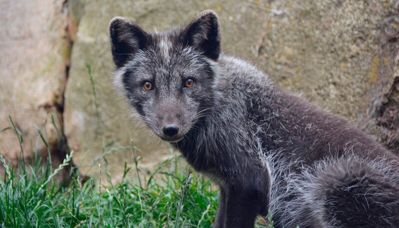 Polarfuchs Kalle ist neu im Zoo. – Bild: Radio Bremen