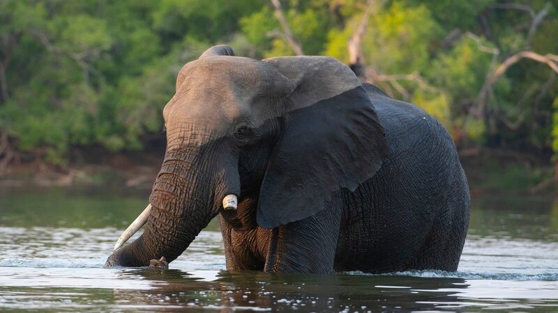 Elefanten sind auf das lebensspendende Wasser des Sambesi angewiesen. Die Stadt Victoria Falls wurde jedoch mitten auf einer alten Wanderroute von Elefanten errichtet, sodass die Tiere immer wieder nahe der Stadt auftauchen und Menschen gefährden. – Bild: 3sat Elefanten sind auf das lebensspendende Wasser des Sambesi angewiesen. Die Stadt Victoria Falls wurde jedoch mitten auf einer alten Wanderroute von Elefanten errichtet, sodass die Tiere immer wieder nahe der Stadt auftauchen und Menschen gefährden. – Bild: 3sat