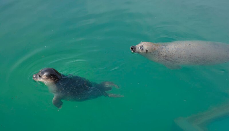 Seehundgeburt in Friedrichskoog. – Bild: Radio Bremen
