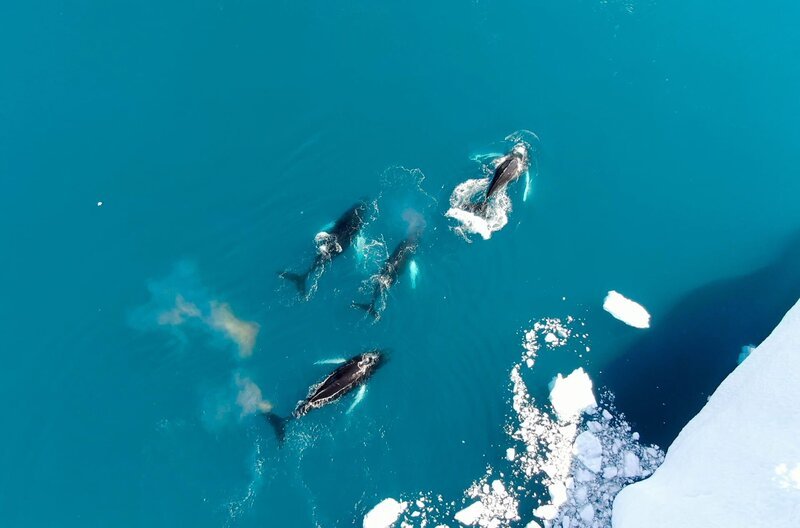 Buckelwale sind Profiteure der Erwärmung Grönlands – im nährstoffreichen Wasser finden sie ausreichend Nahrung. – Bild: NDR/​Gunberg Lange