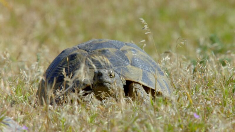 Schildkröte. – Bild: RTL /​ Off the Fence Production
