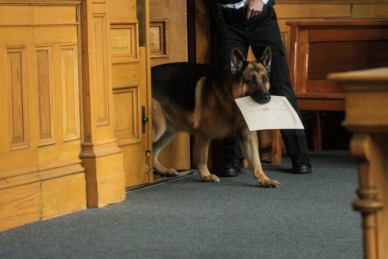 Rex – Bild: Derm Carberry