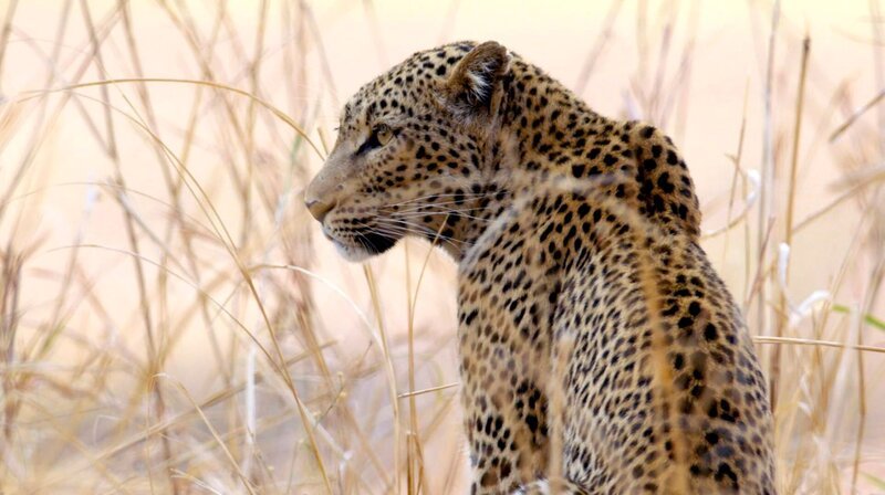 Der afrikanische Kontinent begeistert mit all seinen Extremen. Am Rand des berühmten Kruger-Nationalparks liegt das MalaMala-Reservat, Teil der größten Wildnis Südafrikas und Heimat der „Big Five“ Afrikas. – Bild: phoenix/​ZDF