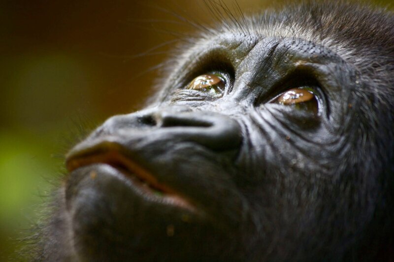 Lakoko in the Forest. – Bild: Copyright: Discovery Communications, Inc. For Show Promotion Only