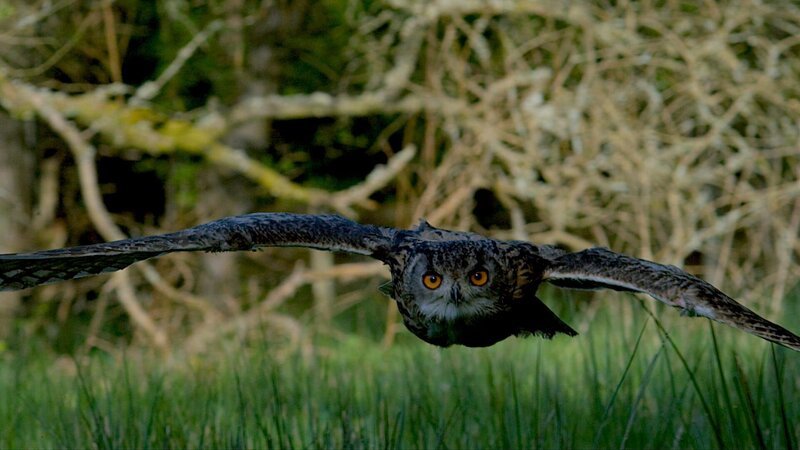 Geräuschlos gleitet der Uhu durch den Wald. – Bild: WDR/​Maramedia/​BBC/​CBeebies