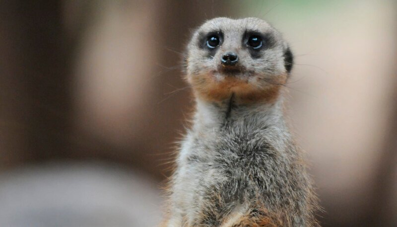 Der Loro Park erwartet zwei neue Erdmännchen aus Madrid. Bevor die quirligen Mitbewohner zu dem Weibchen ins Gehege können, müssen sie aber erst mal eine Weile in der Klinik unter Quarantäne bleiben. – Bild: WDR/​Niklas Böhm