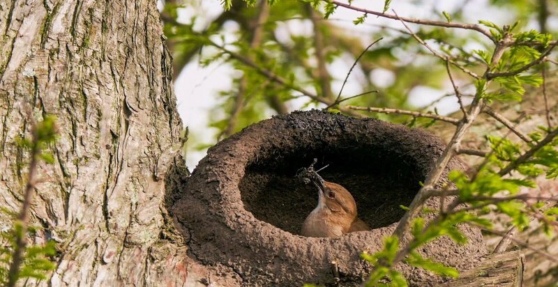 Rosttöpfer (Rufous Hornero) in seinem Nest mit Baumaterialien im Schnabel. – Bild: ORF/​DOCLAND YARD-BIGLO PRODUCTIONS