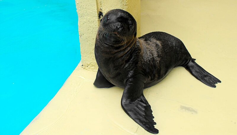 Auf der Seelöwen Station gab es Nachwuchs. – Bild: WDR/​Loro Parque
