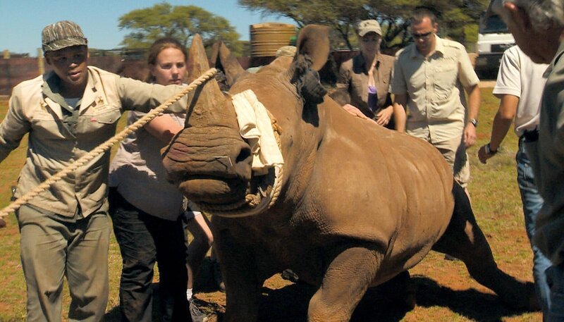 Nashornweibchen Valerie wird bald ins sichere Namibia übersiedeln. – Bild: SWR/​Harald Mittermüller