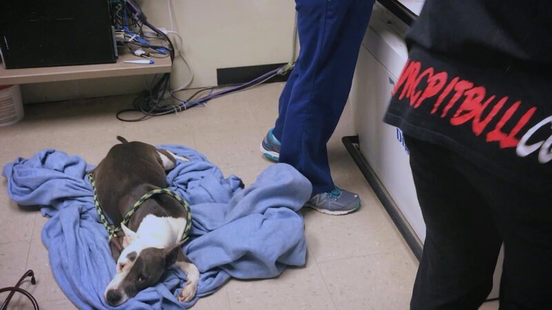 The masses of water are so huge that the whole team has to lend a hand to bring the animals out of their kennels and into the dry. – Bild: Animal Planet The masses of water are so huge that the whole team has to lend a hand to bring the animals out of their kennels and into the dry. – Bild: Animal Planet