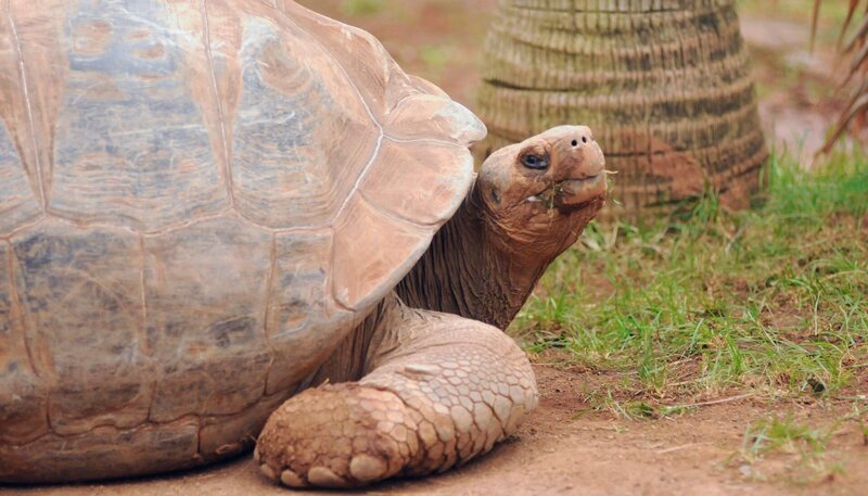 Neues Weibchen für Tom: Lange musste Galapagos-Schildkröte Tom alleine im Gehege leben. Denn für seine kleine Gefährtin war er ein zu stürmischer Liebhaber. – Bild: WDR/​Niklas Böhm
