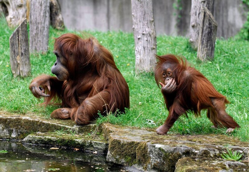 rbb Fernsehen PANDA, GORILLA & CO., TEIL 181, „Geschichten aus dem Zoo Berlin und dem Tierpark Berlin“, am Freitag um 20:15 Uhr. Orang-Utan Mücke und Tochter Satu im Zoo Berlin – Bild: rbb/​Thomas Ernst