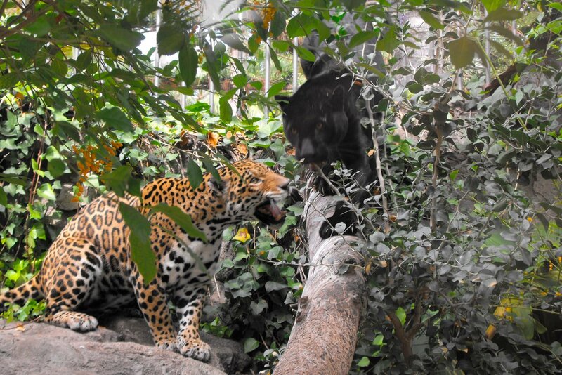 Jaguardame Negra hat Nachwuchs bekommen – un das völlig unerwartet! Ganz heimlich hat sie in einer Ecke des Innen Geheges zwei kleine Babys zur Welt gebracht: das eine schwarz wie sie und das andere gefleckt wie Vater Yellow, der kurzerhand erstmal ausquartiert werden musste. Alle sind begeistert: Negra kümmert sich liebevoll um ihre Jungen und genießt das Mutterglück in vollen Zügen. – Bild: WDR/​Loro Parque