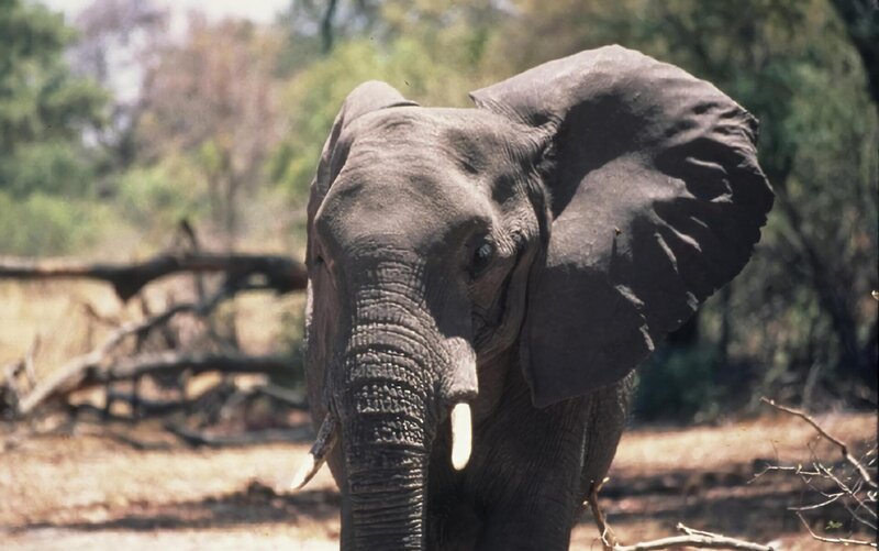 Elefant – Bild: DCI – For Show Promotion Only