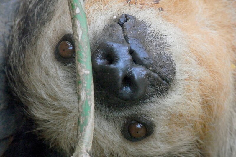 Sensation im Faultiergehege: Der Nachwuchs ist da! Und was niemand erwartet hatte – Bimba hat nicht nur ein Baby bekommen, sondern Zwillinge. So etwas kommt selbst in der Natur fast nie vor. Das Problem nur, die Faultiermutter kann sich nur um ein Kind kümmern. Darum ist Tierärztin Kirstin unverhofft zur Ersatzmama von Luca geworden. – Bild: WDR/​Loro Parque