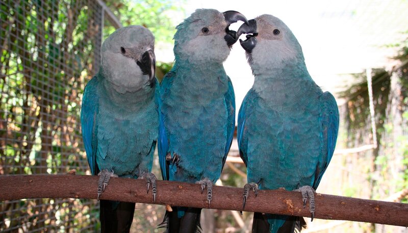 Heute ist ein besonderer Tag für den jungen Spix-Ara, den Kurator Matthias höchstpersönlich mit der Hand aufgezogen hat. Der wohl seltenste Vogel der Welt soll heute das Fliegen lernen. Wie wird sich der blaue Papagei wohl bei seiner allerersten Flugstunde anstellen? – Bild: WDR/​Loro Parque