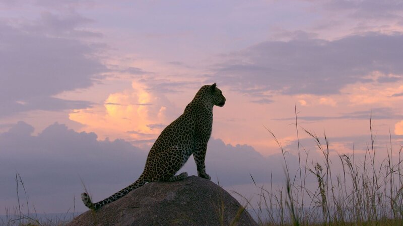 Leoparden sind Einzelgänger und jagen vor allen nachts. – Bild: Natural History Footage Company