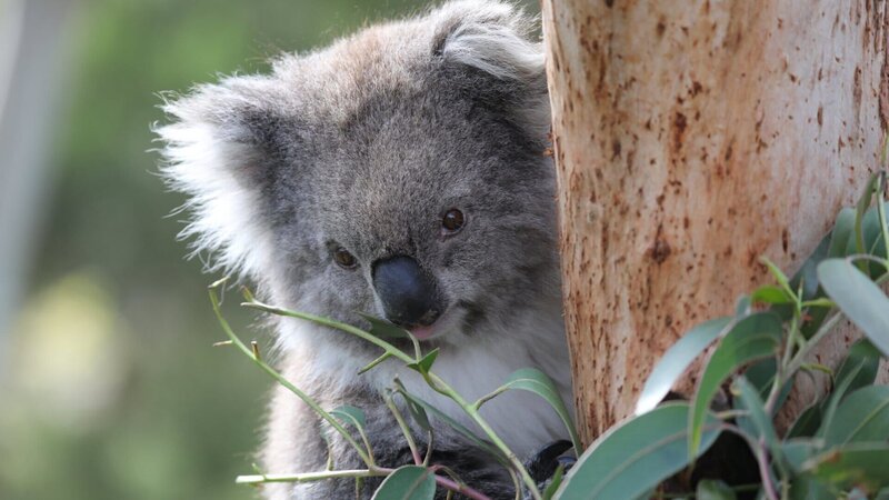 Koala im You Yangs Regional Park. Sie sind die Symboltiere des roten Kontinents. – Bild: ZDF und Andreas Kieling