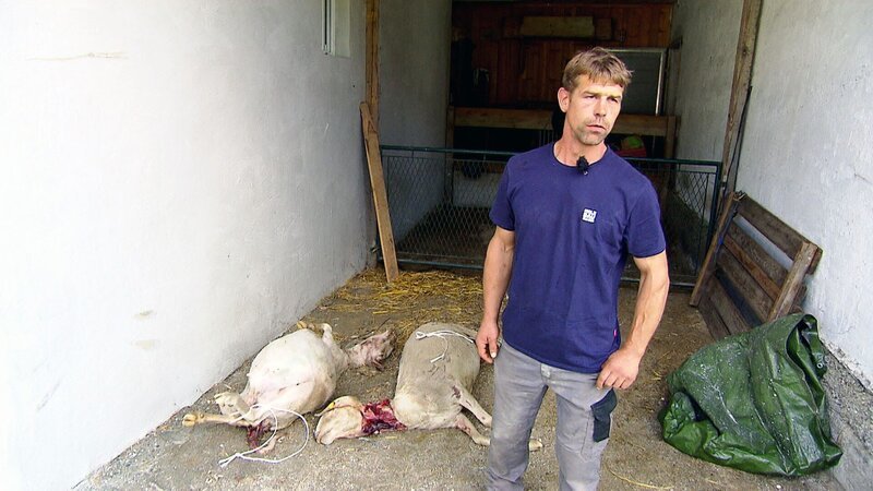 Bauer Jakob Blaikner aus dem Salzburger Pinzgau hat in dieser Saison acht Schafe verloren, vier wurden nachweislich vom Wolf gerissen, vier weitere sind abhängig. – Bild: ORF