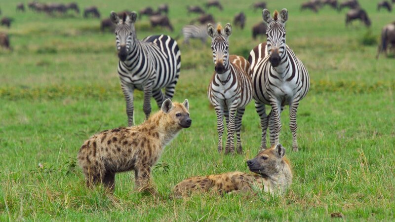 Tüpfelhyänen gelten oft als Aasfresser, sind aber selbst geschickte Jäger. – Bild: ZDF und Natural History Footage Company