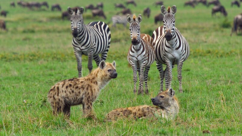 Tüpfelhyänen gelten oft als Aasfresser, sind aber selbst geschickte Jäger. – Bild: 3sat