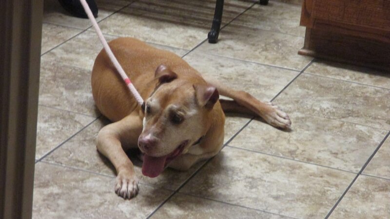 Summer is at the vet laying down. – Bild: TLC
