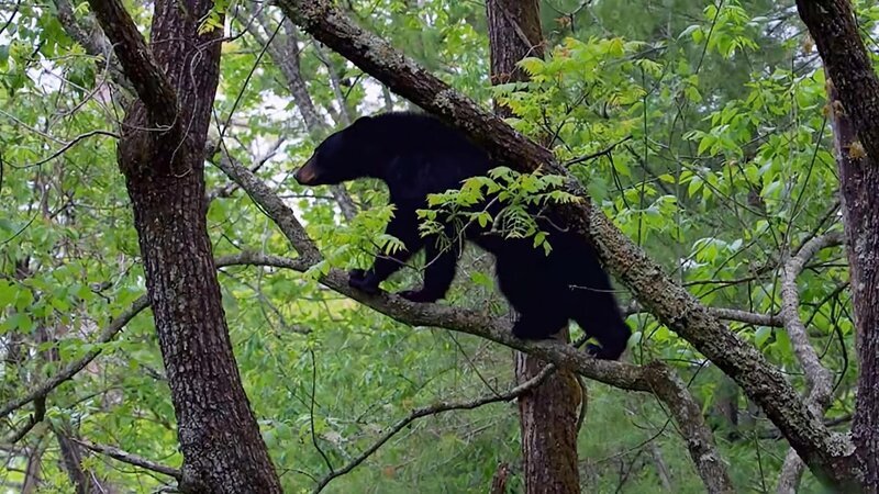 When eating, black bears are an easy target. – Bild: Tanja Bachetzky