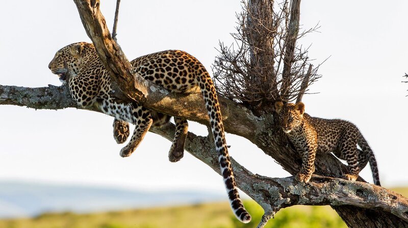 Eine Leopardin mit einem etwa drei Monate alten Jungen. Erwachsene und junge Leoparden bringen sich vor Konkurrenten oft auf Bäumen in Sicherheit, da Löwen schlechte Kletterer sind und Hyänen mit ihren stumpfen Klauen überhaupt nicht klettern können. – Bild: 3sat