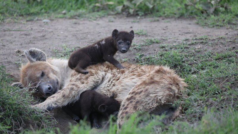Hyänenmutter mit Baby im Ngorongoro Krater, einem Talkessel vulkanischen Ursprungs. – Bild: 3sat