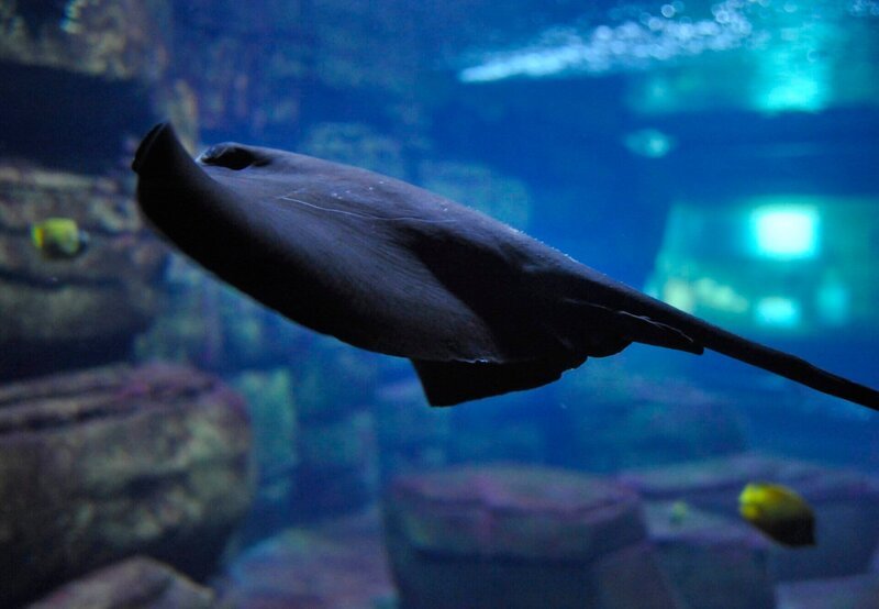rbb Fernsehen PANDA, GORILLA & CO., TEIL 180, „Geschichten aus dem Zoo Berlin und dem Tierpark Berlin“, Rochen im Aquarium des Berliner Zoos – Bild: rbb/​Thomas Ernst