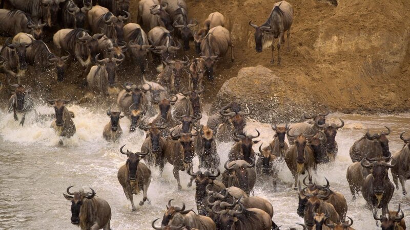 Zu Tausenden ziehen die Gnus das ganze Jahr umher, um gute Weidegründe zu finden. – Bild: Natural History Footage Company