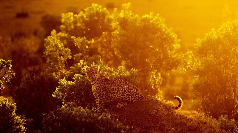 Im Blättergewirr sind Leoparde mit ihrem Fleckenfell schwer zu entdecken. – Bild: Honorarfrei – nur für diese Sendung bei Nennung ZDF und NDR/​Doclights GmbH/​Reinhard Radke.