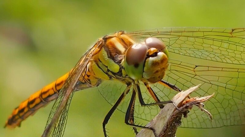 Libelle – Bild: CuriosityStream Inc. / Spiegel TV Wissen Libelle – Bild: CuriosityStream Inc. / Spiegel TV Wissen