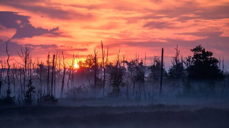 Wie wild kann Deutschland werden? Im Anklamer Stadtbruch in Mecklenburg-Vorpommern werden die Beschlüsse des Weltnaturgipfels von Montreal umgesetzt. – Bild: Stefan Schwill