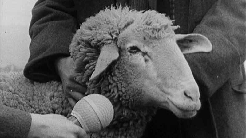 Schaf im Interview. – Bild: BR