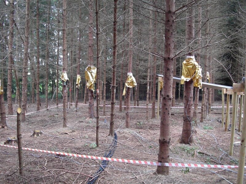 Göttinger Forscher haben auf einer abgemessenen Fläche Fichten gezielt gefällt. Eine Reduzierung der Baumzahl hat positive Auswirkung auf den Wasserhaushalt der verbliebenen Bäume. – Bild: ZDF