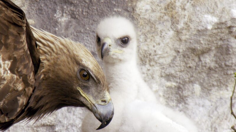 Ein Steinadler-Elternteil am Nistplatz mit seinem jungen Küken. – Bild: ZDF und BBC