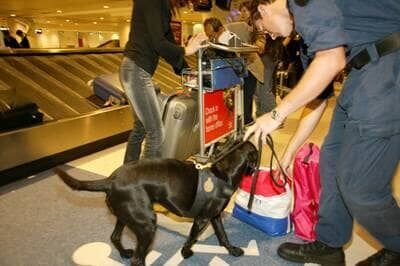 Den Angestellten der Border Security auf dem australischen Kontinent stehen zwar technische Hilfsmittel zur Verfügung, wie zum Beispiel Detektoren und Röntgengeräte, um Gepäck zu durchleuchten und kleinste Partikel von Sprengstoff nachzuweisen, trotzdem ist ein guter Instinkt elementar. Am Flughafen von Melbourne halten sich zahlreiche Einreisenden nämlich nicht an die geltenden Regeln. Verstöße gegen Quarantänebestimmungen, Schmuggel von Bargeld und Drogen oder illegale Einreiseversuche kommen dort recht häufig vor. Um solche Verstöße zu unterbinden, richten die Zöllner ihren geschulten Blick auf alles, was ihnen ungewöhnlich erscheint. – Bild: 2012 Discovery Communications, Inc.