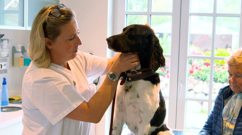 Tierärztin Stephanie Petersen vermutet, dass der hoch ansteckende Zwingerhusten auf Sylt kursiert. – Bild: NDR/​Doclights GmbH 2019