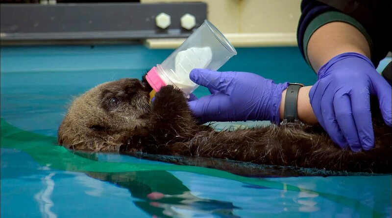 Baby-Seeotter wird mit Flasche gefüttert. – Bild: Längengrad Filmproduktion/​BR