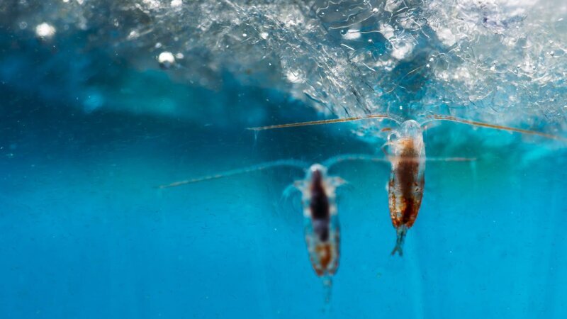 Das Zooplankton in den arktischen Gewässern ist eine wesentliche Nahrungsquelle für viele Meereslebewesen wie etwa den Blauwal. – Bild: ZDF und BBC