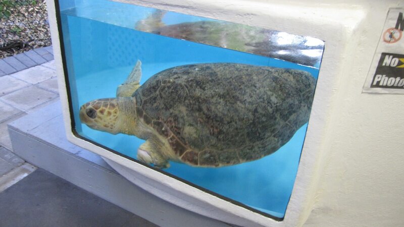 One of Gumbo Limbo’s rescued sea turtles swims around a tank. – Bild: NGC