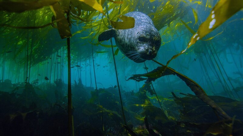 Der Kelpwald der Pazifikküste bietet Seehunden (Phoca vitulina) Schutz vor Haien und Orcas. – Bild: SRF/​Florian Graner